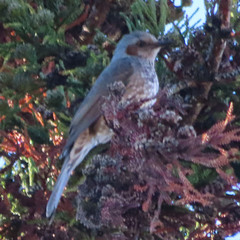 Hypsipetes amaurotis