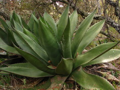 Agave salmiana crassispina