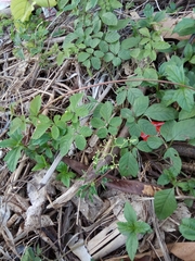 Causonis corniculata