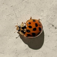 Coccinellidae