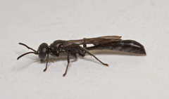 Trypoxylon attenuatum