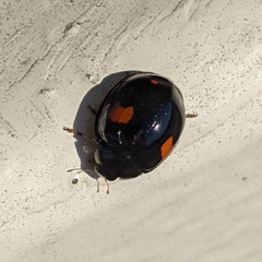 Harmonia axyridis