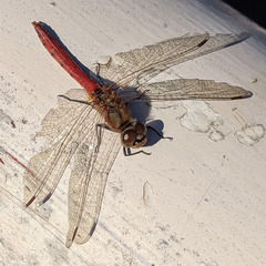 Sympetrum frequens