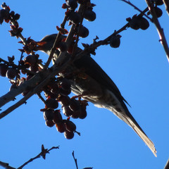 Hypsipetes amaurotis