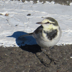 Motacilla alba lugens