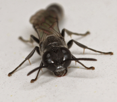 Trypoxylon attenuatum