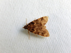 Aglossa caprealis