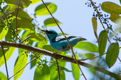 Dacnis cayana
