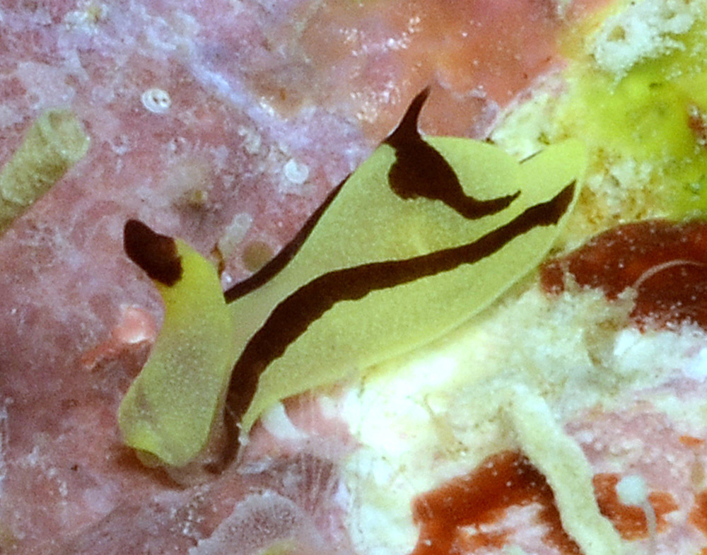 Siphopteron brunneomarginatum