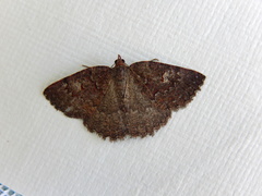 Apodasmia rufonigraria