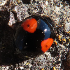 Harmonia axyridis