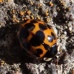 Coccinellidae