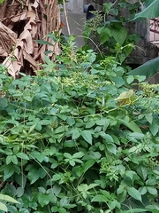 Causonis corniculata