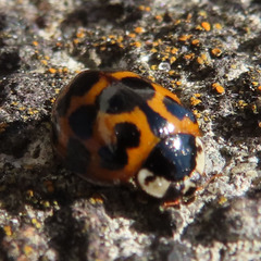 Coccinellidae