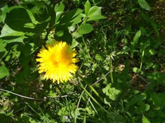 Taraxacum officinale
