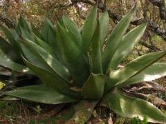 Agave salmiana crassispina