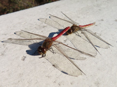 Sympetrum frequens