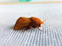 Doratifera quadriguttata