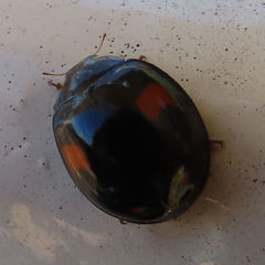 Harmonia axyridis