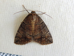 Dysbatus singularis