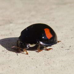 Harmonia axyridis