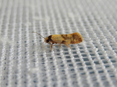 Euphiltra celeteria