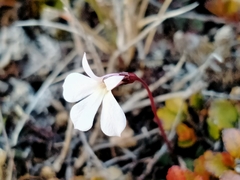 Lobelia linnaeoides