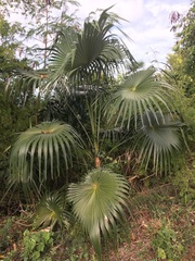 Coccothrinax alta
