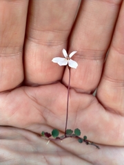 Lobelia linnaeoides