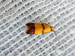 Heteroteucha distephana