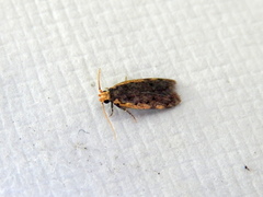 Hoplostega ochroma