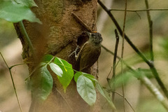 Picumnus exilis pernambucensis