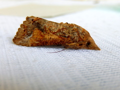 Hypocala deflorata