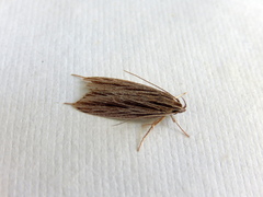 Leistarcha scitissimella