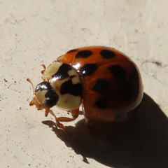 Coccinellidae