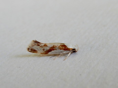 Lichenaula laniata