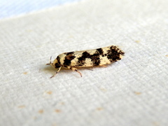 Lichenaula melanoleuca