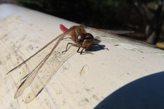 Sympetrum frequens