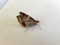 Phrataria transcissata