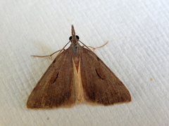 Phrixocomes ophiucha