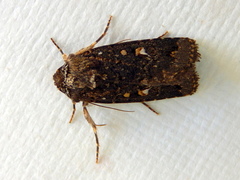 Proteuxoa marginalis