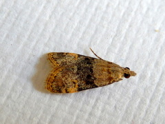 Scoparia eumeles