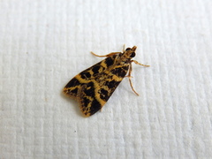 Scoparia melanoxantha