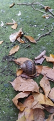 Cornu aspersum