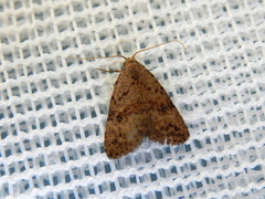 Tolpiodes oligolasia