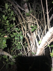 Elaeodendron xylocarpum