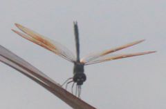 Brachymesia