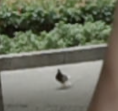 Columba livia domestica