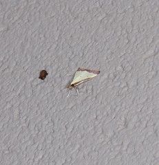 Autocharis hedyphaes