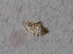 Cotachena fulvomarginalis